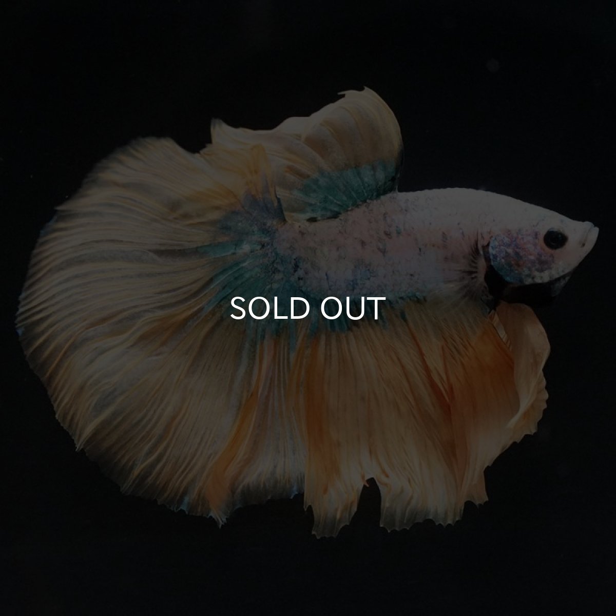 画像4: HM イエローファンシー (4)