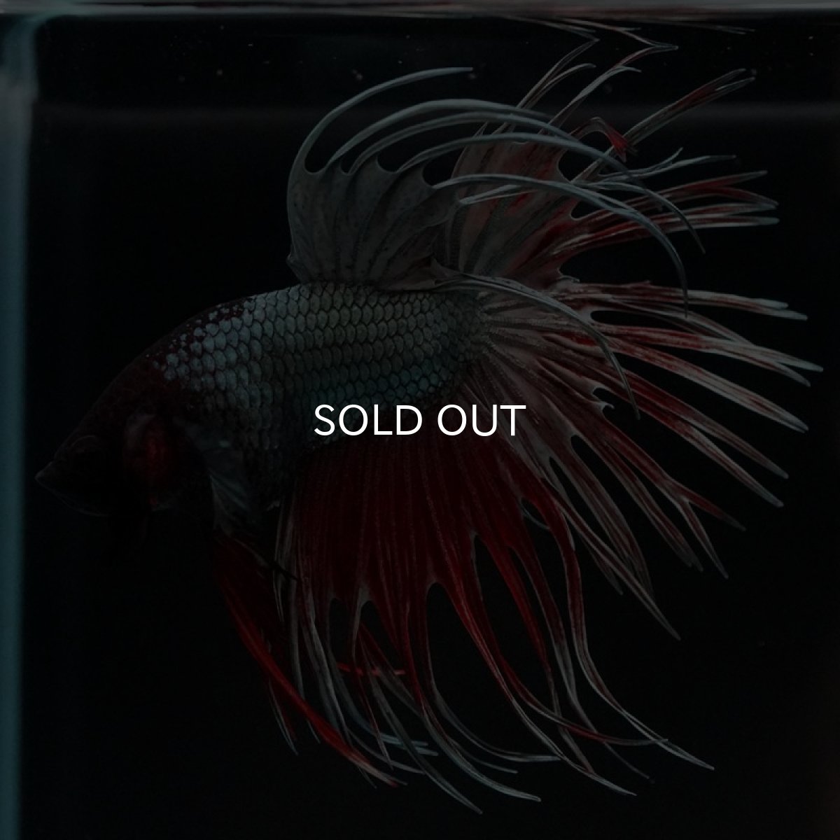 画像6: CT レッドカッパー (6)