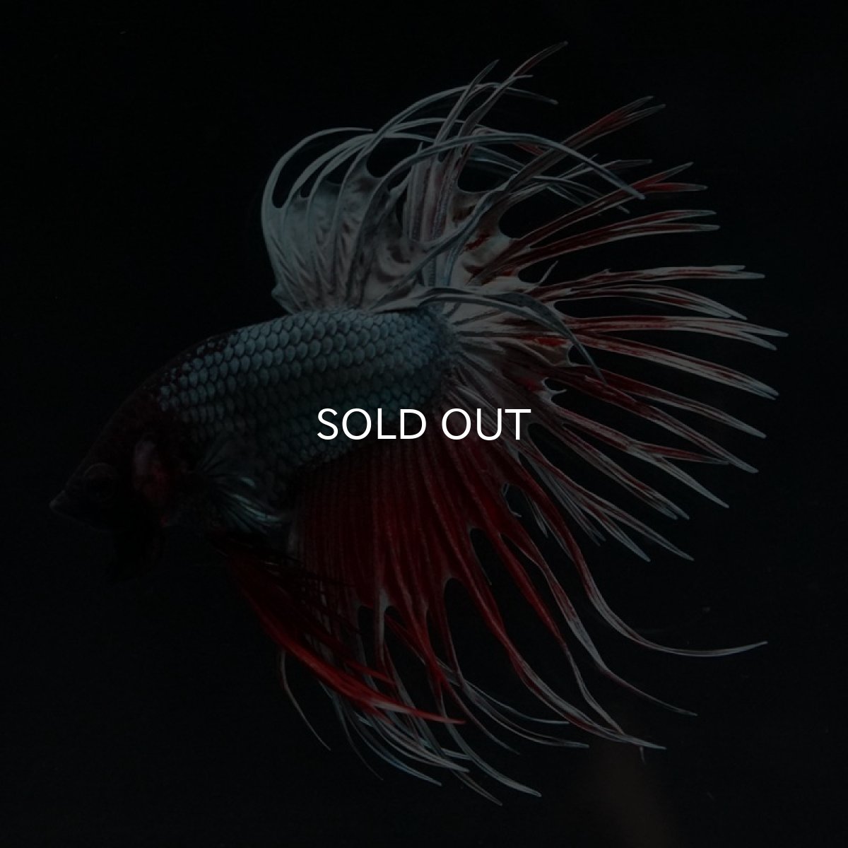 画像4: CT レッドカッパー (4)