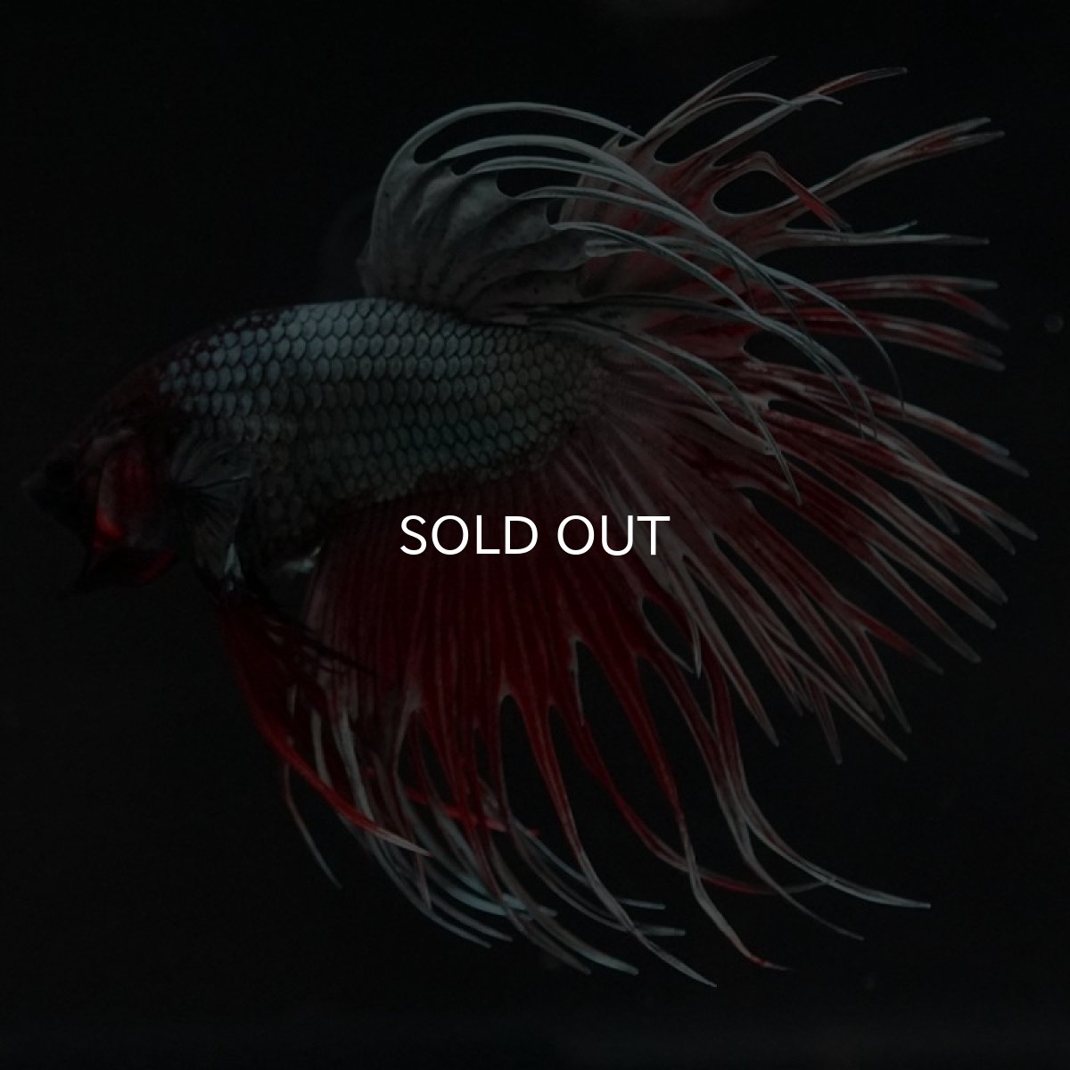 画像2: CT レッドカッパー (2)