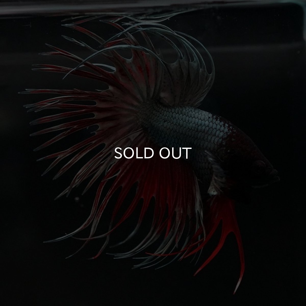 画像7: CT レッドカッパー (7)