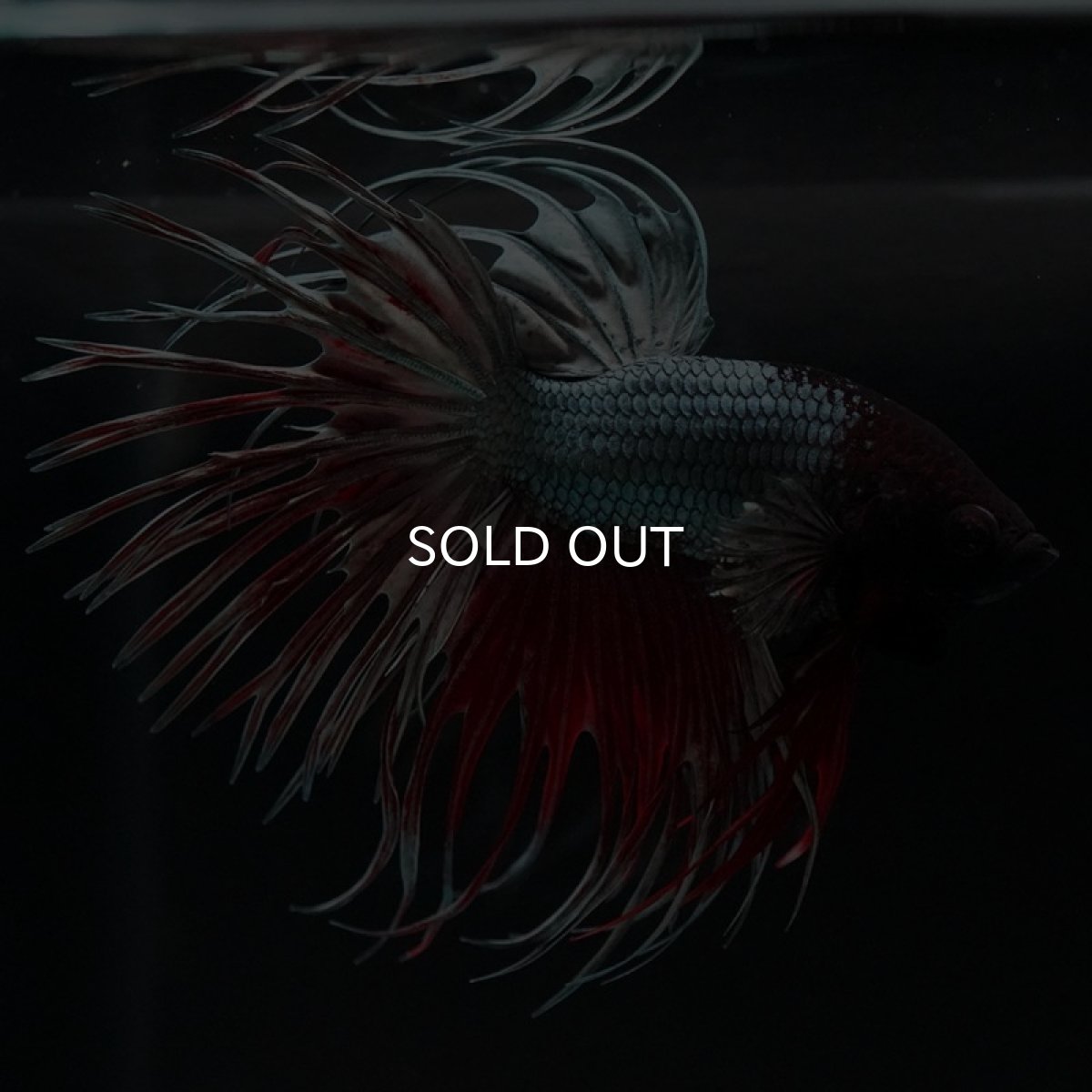 画像5: CT レッドカッパー (5)