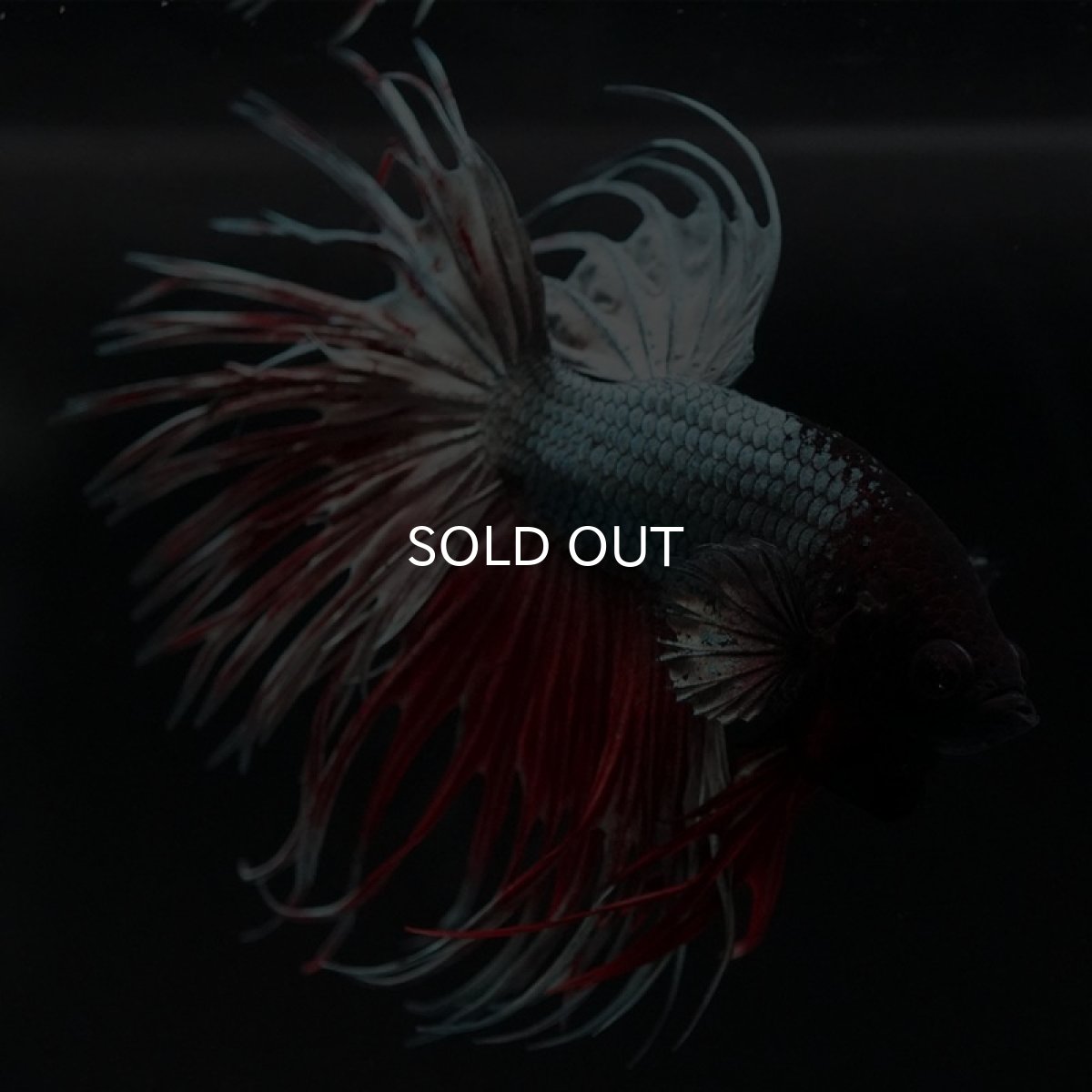 画像3: CT レッドカッパー (3)