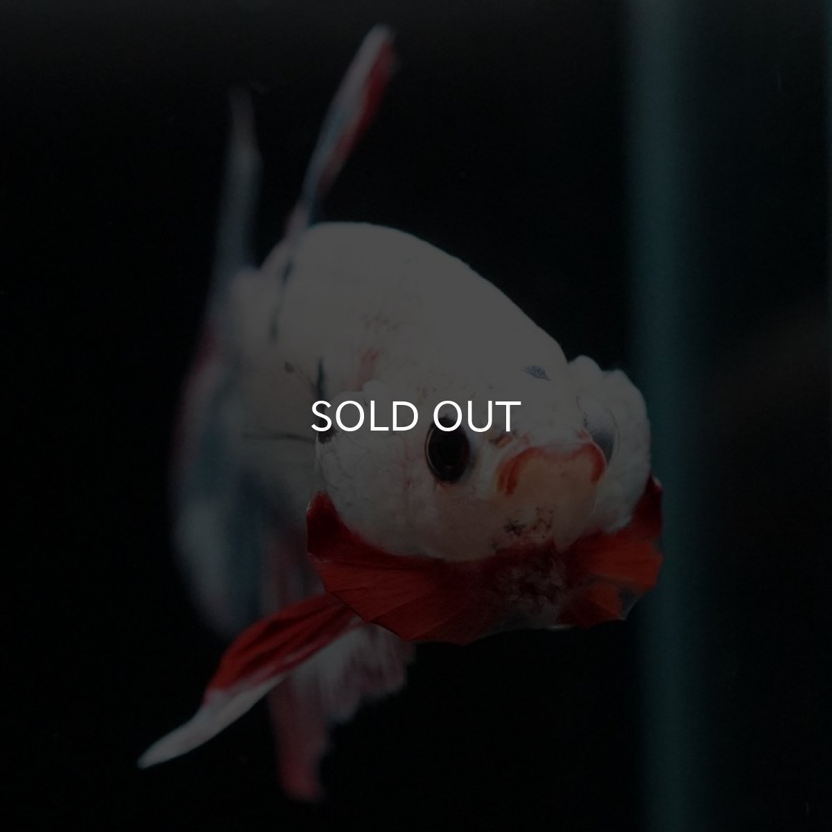 画像7: HMPK　ファンシー (7)