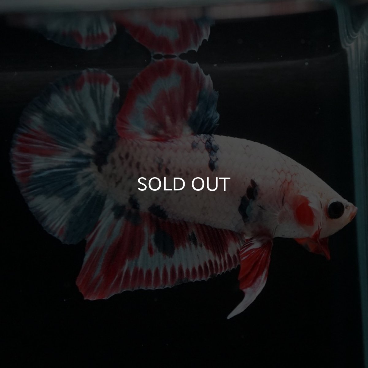 画像5: HMPK　ファンシー (5)