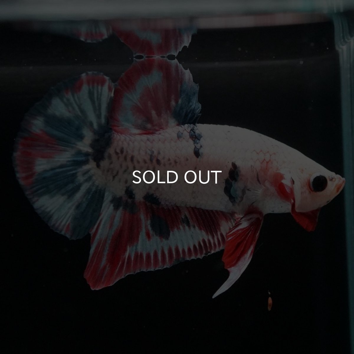 画像2: HMPK　ファンシー (2)