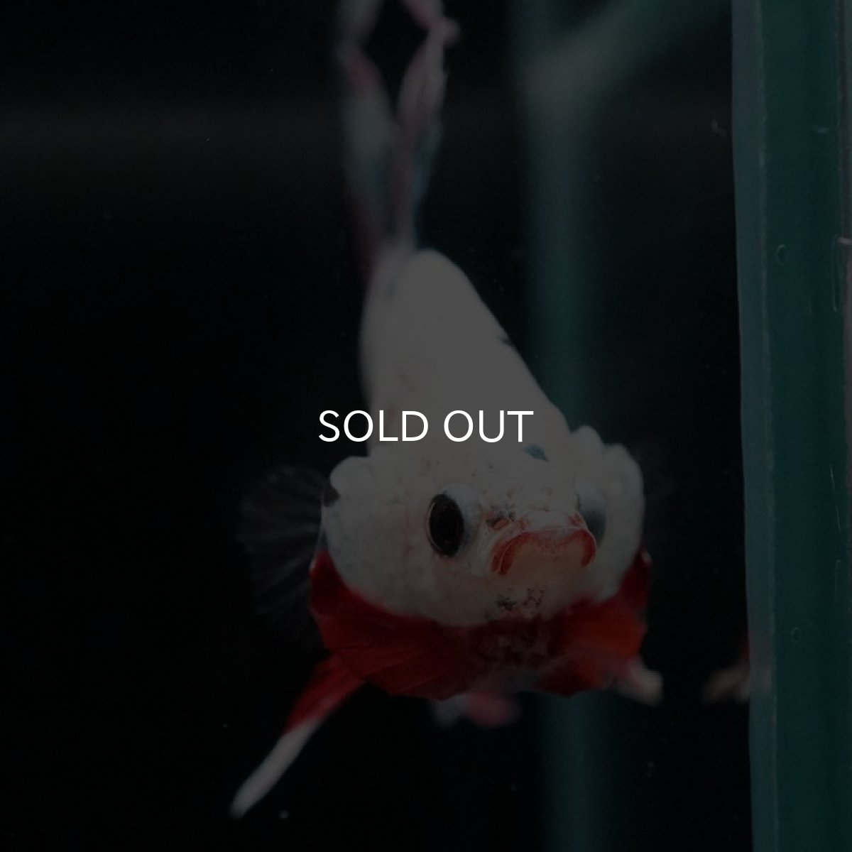 画像4: HMPK　ファンシー (4)