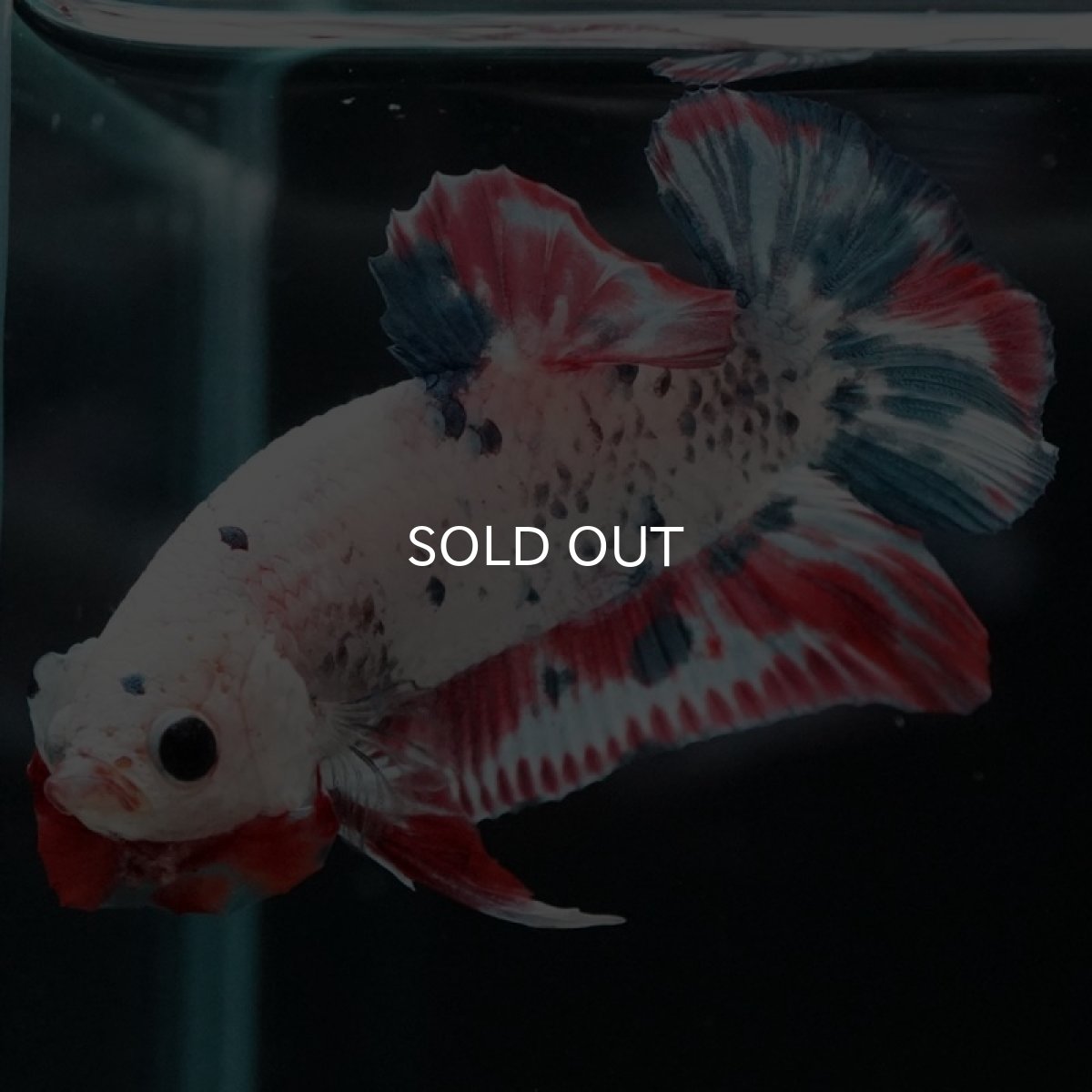 画像3: HMPK　ファンシー (3)