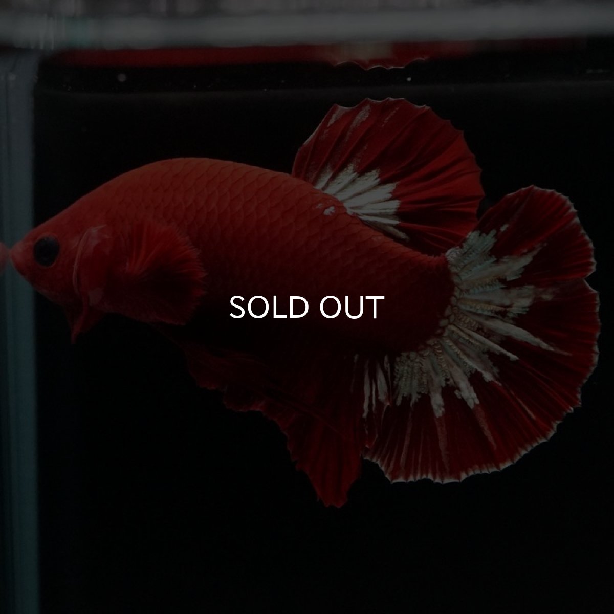 画像7: HMPK ヘルボーイ (7)