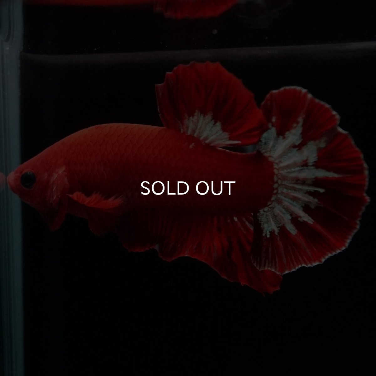 画像3: HMPK ヘルボーイ (3)