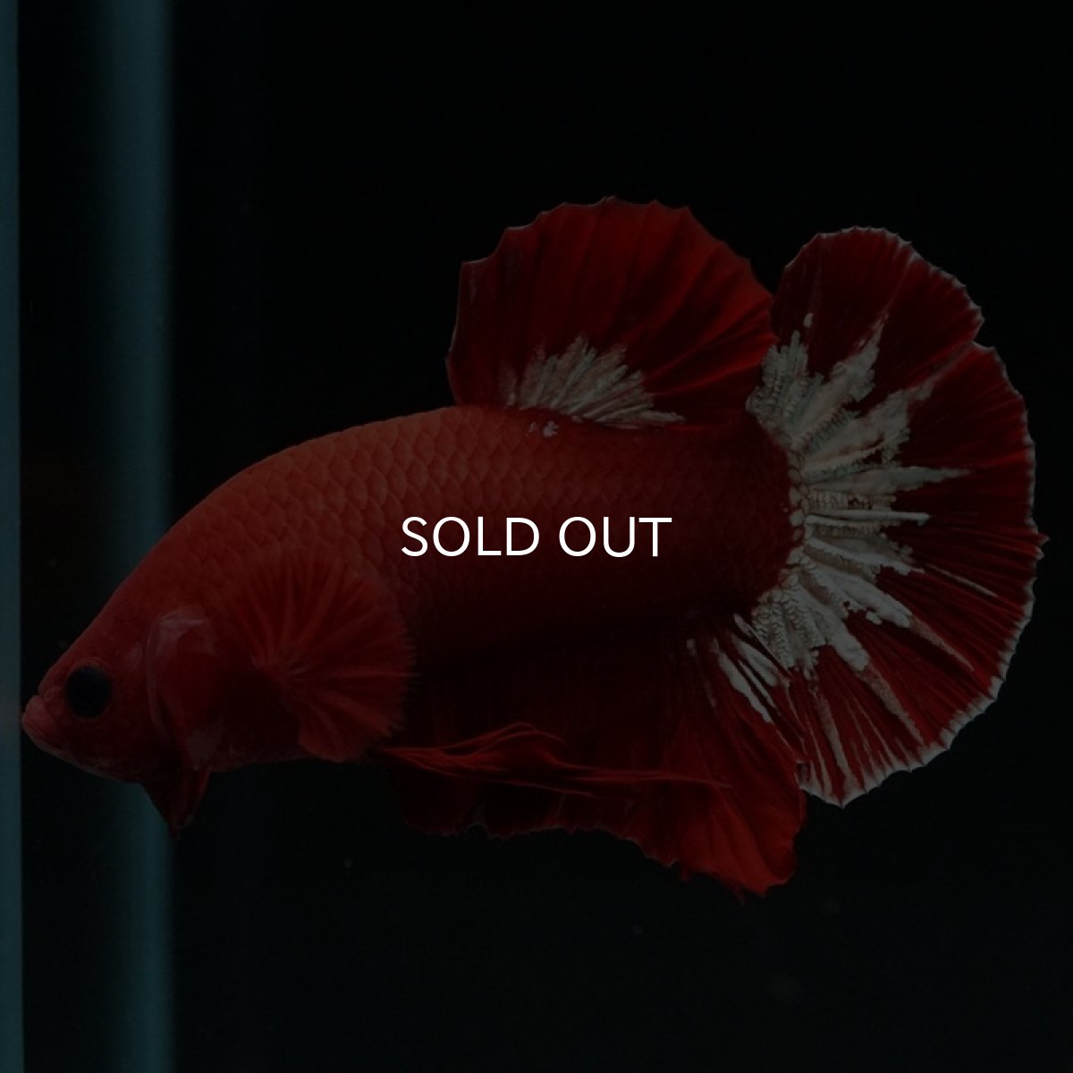 画像2: HMPK ヘルボーイ (2)