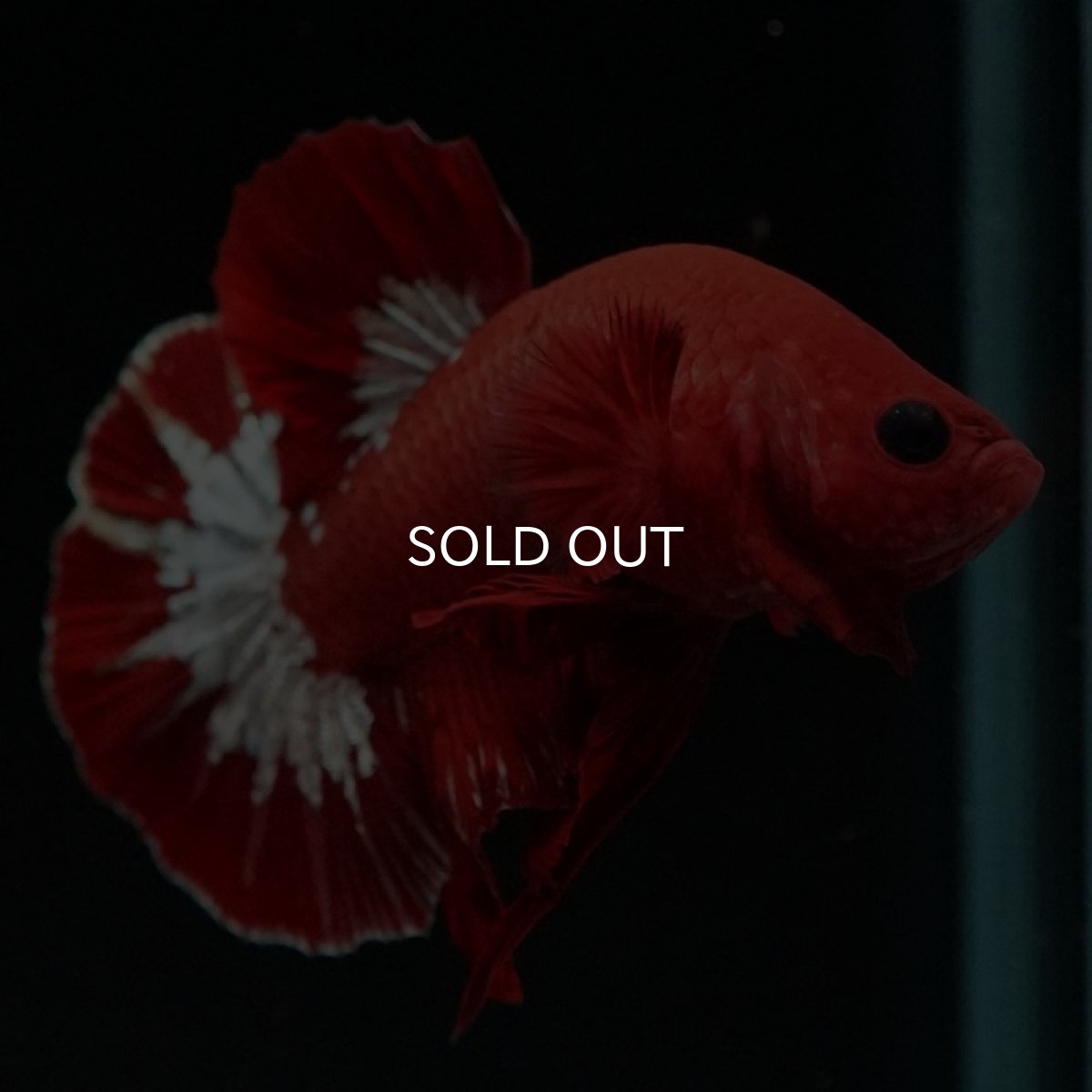 画像6: HMPK ヘルボーイ (6)