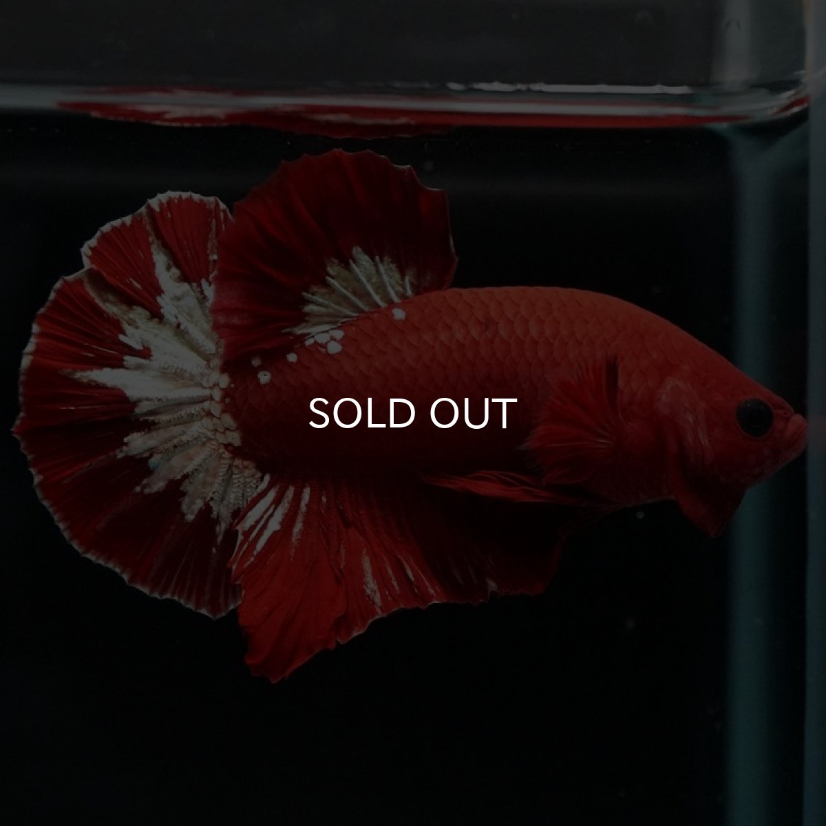 画像5: HMPK ヘルボーイ (5)