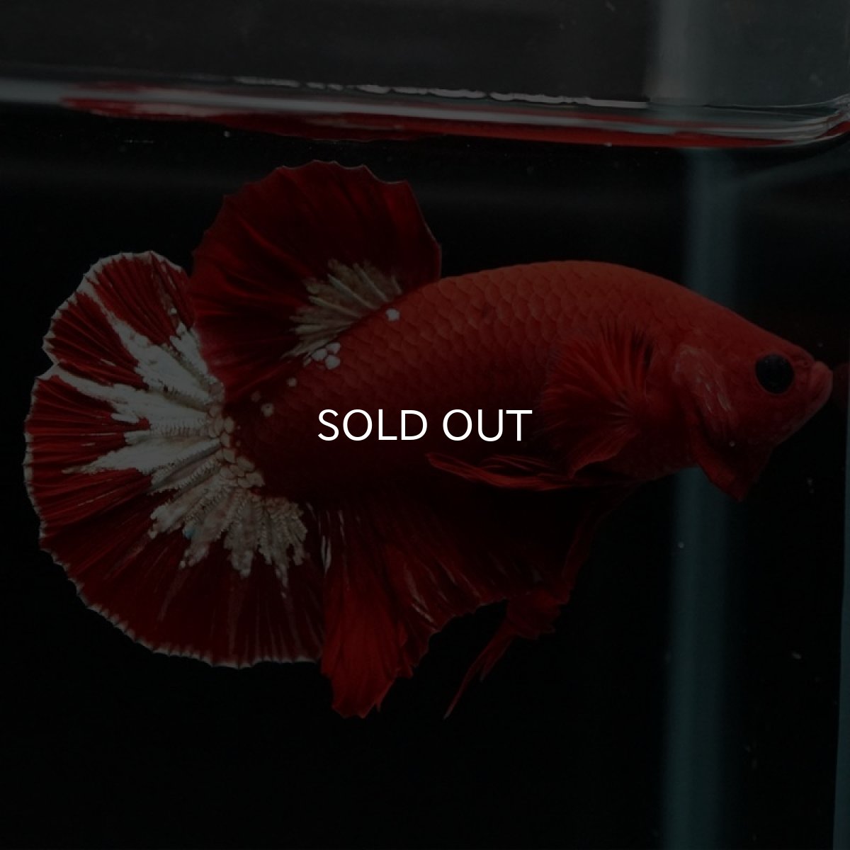 画像4: HMPK ヘルボーイ (4)