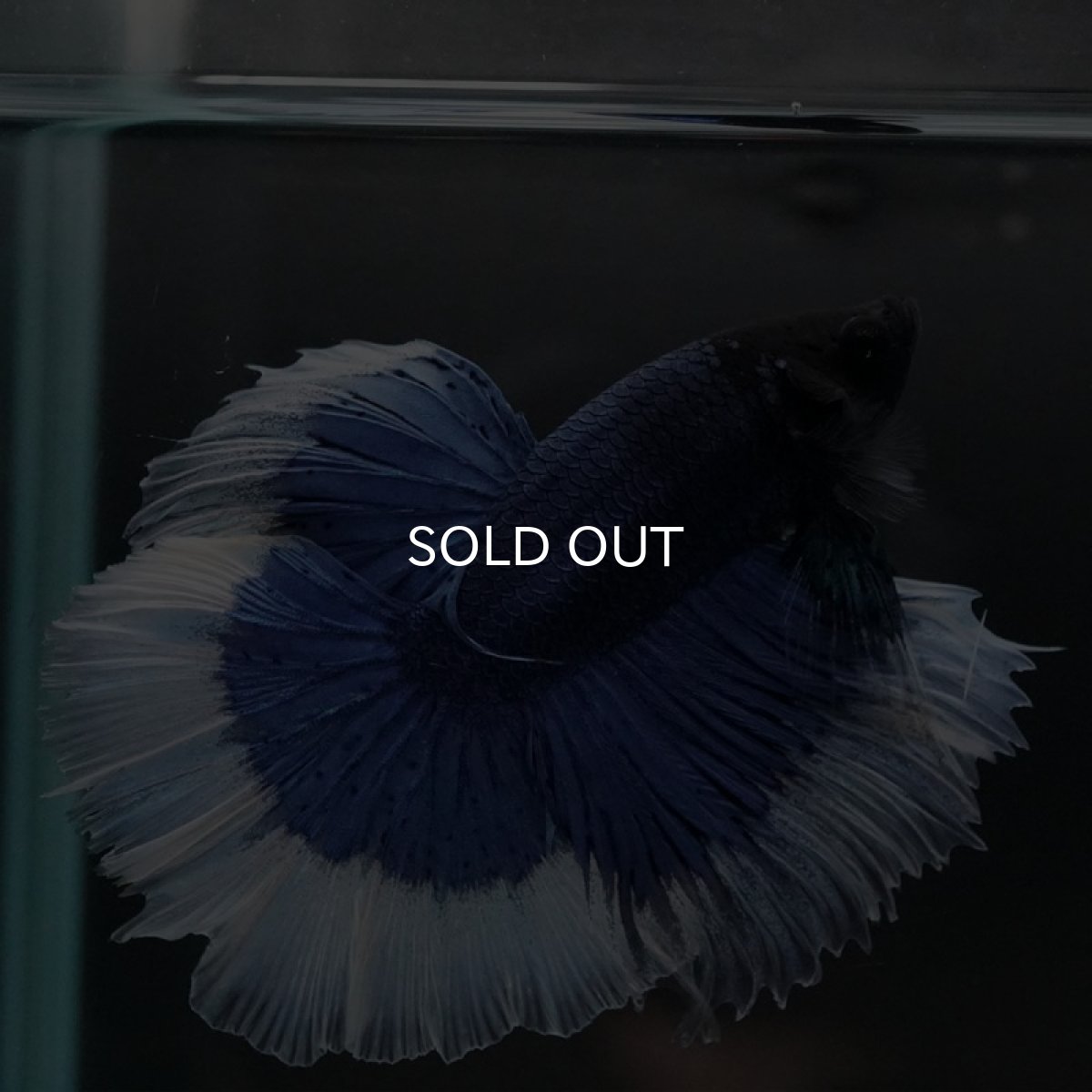 画像6: HM　ブルーバタフライ (6)