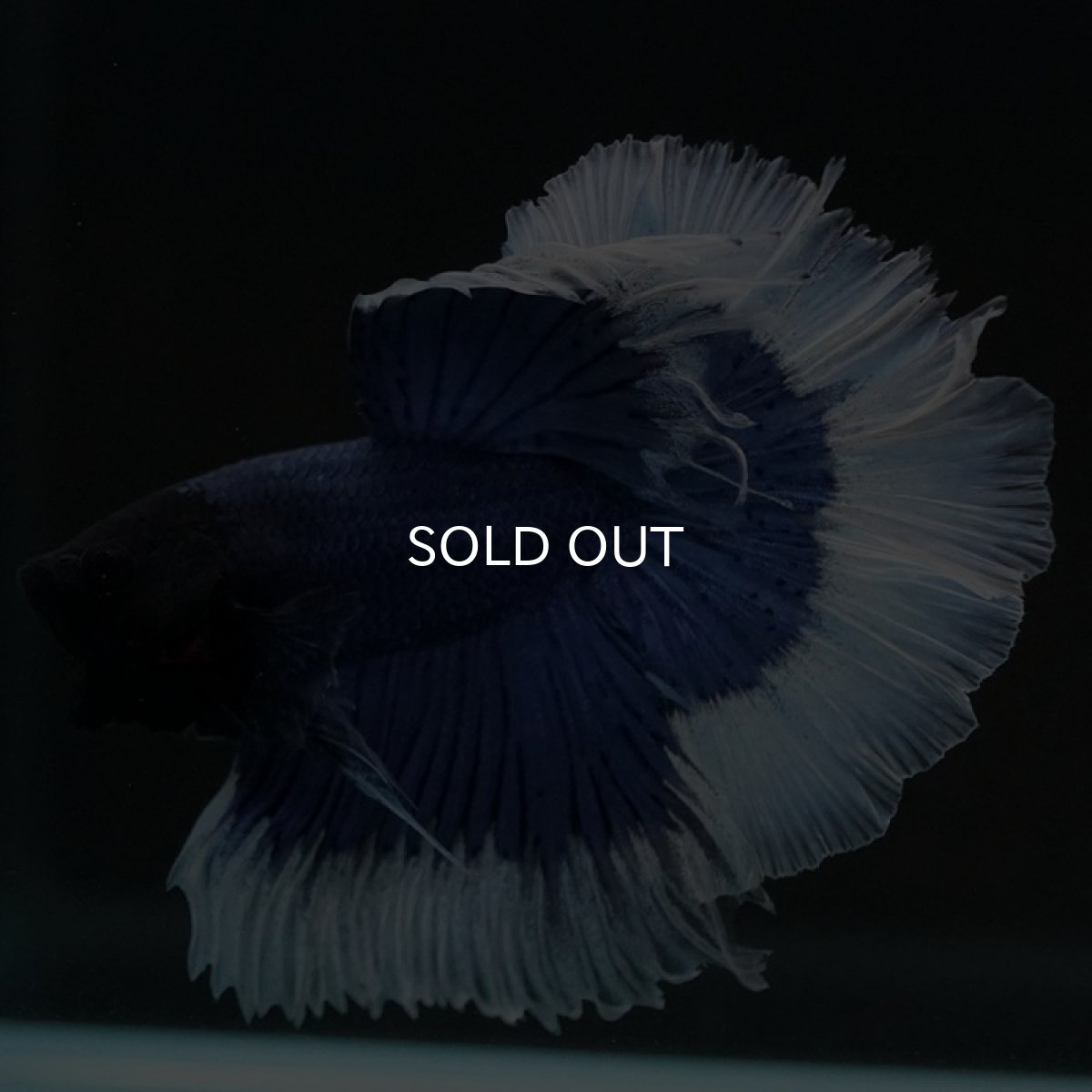 画像4: HM　ブルーバタフライ (4)