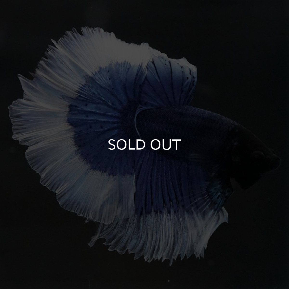 画像3: HM　ブルーバタフライ (3)