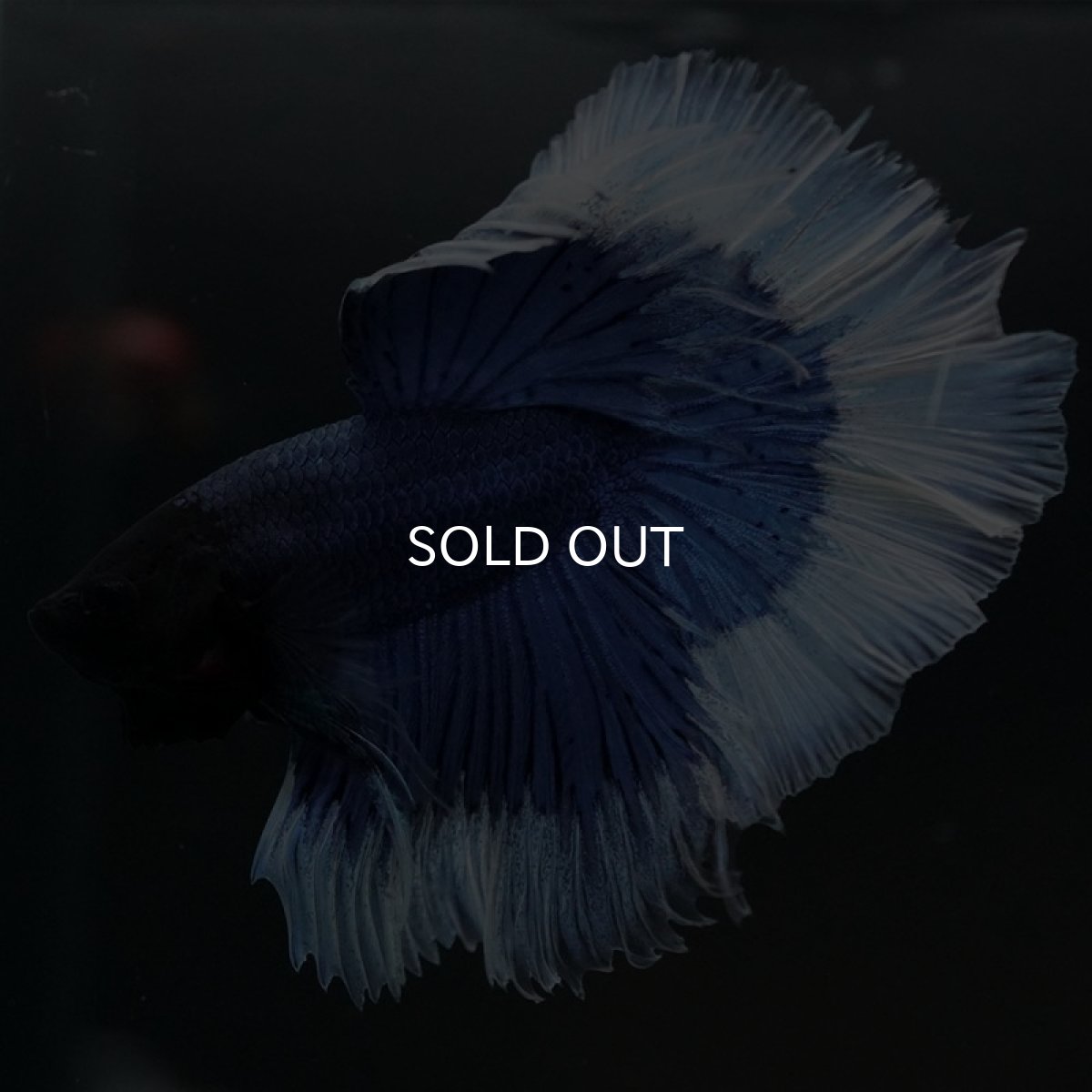 画像5: HM　ブルーバタフライ (5)