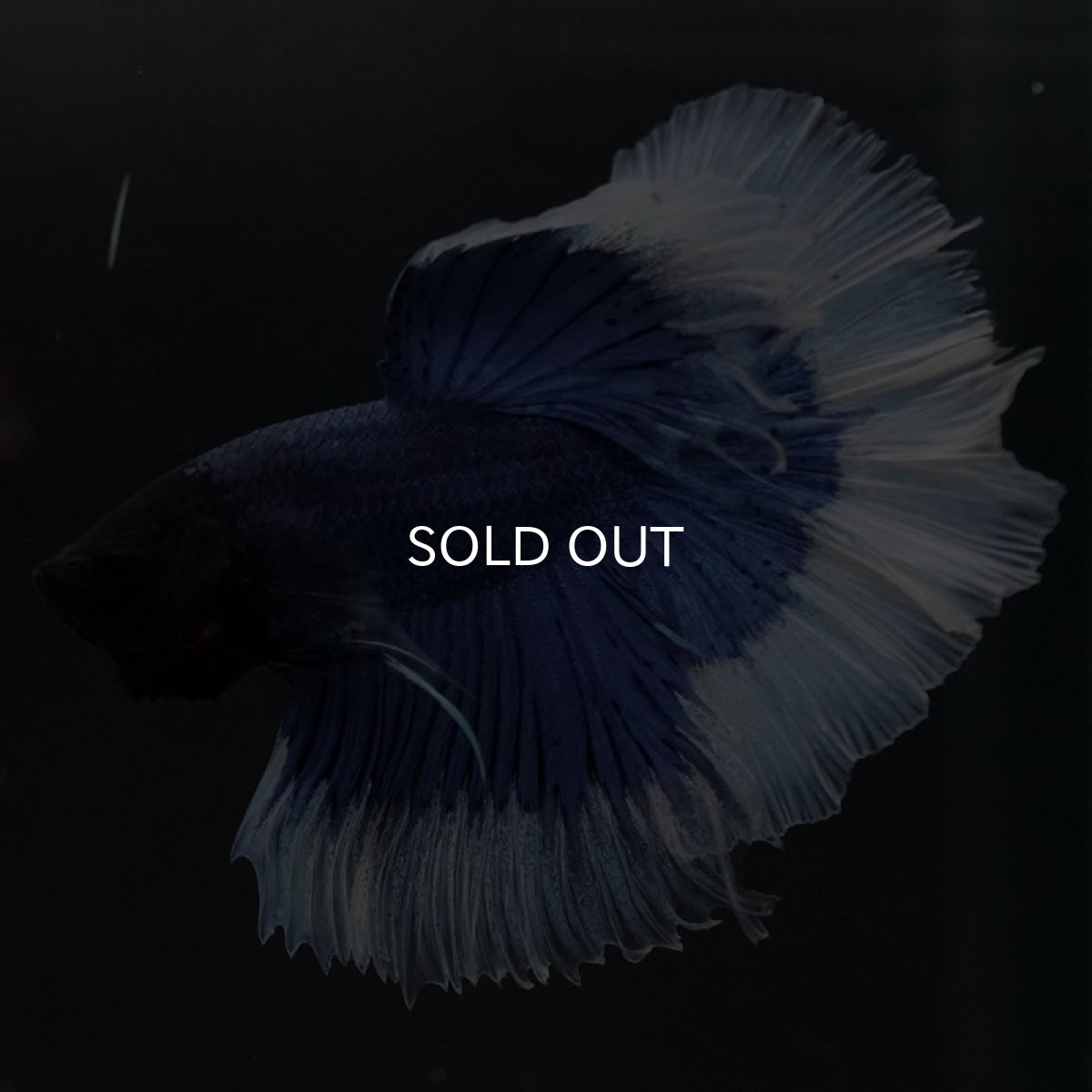 画像2: HM　ブルーバタフライ (2)