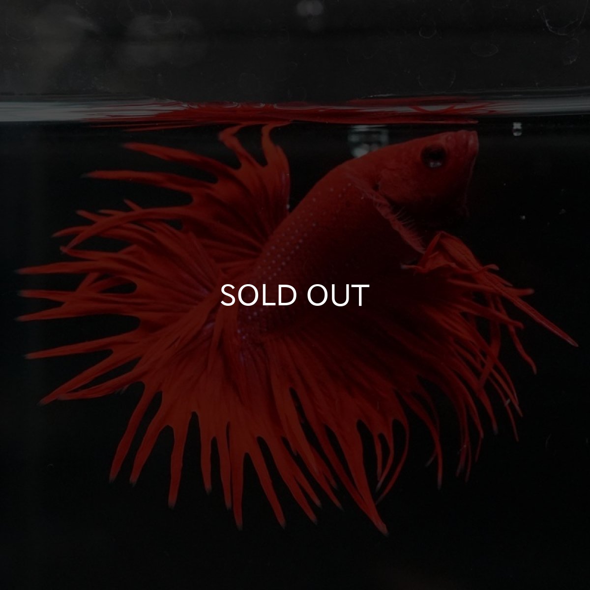 画像5: CT　ソリッドレッド (5)