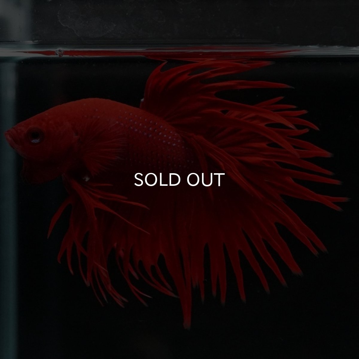 画像4: CT　ソリッドレッド (4)