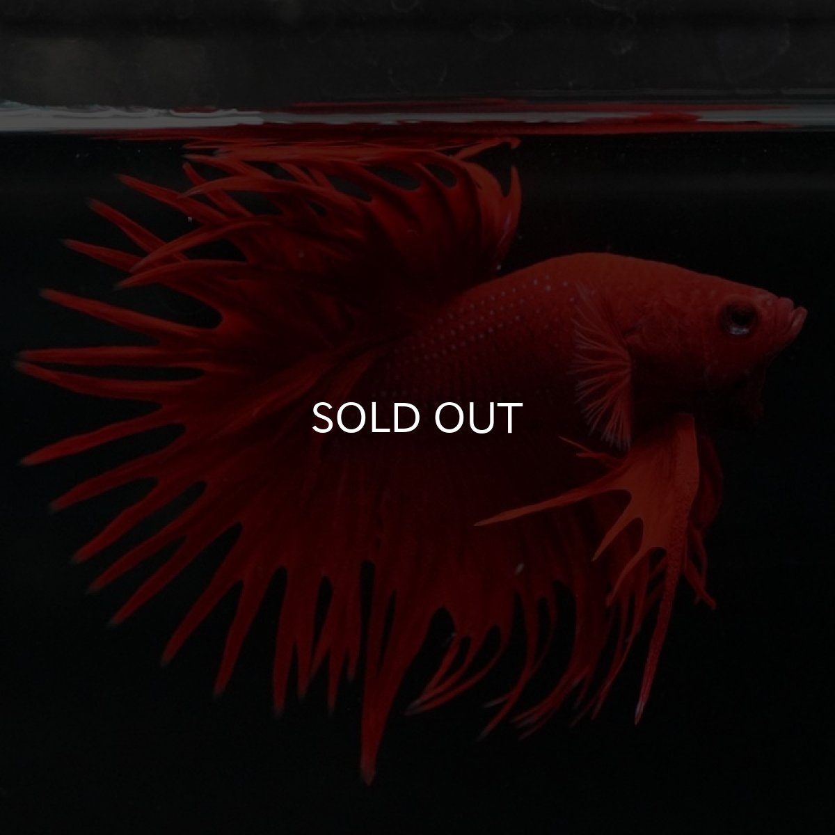 画像3: CT　ソリッドレッド (3)