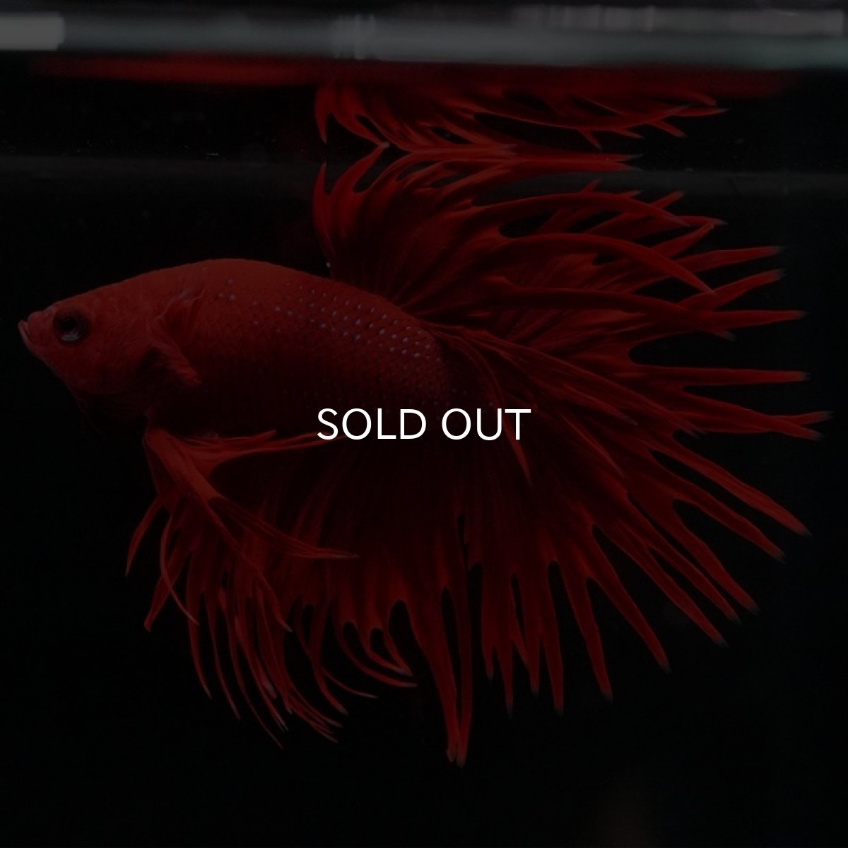 画像2: CT　ソリッドレッド (2)