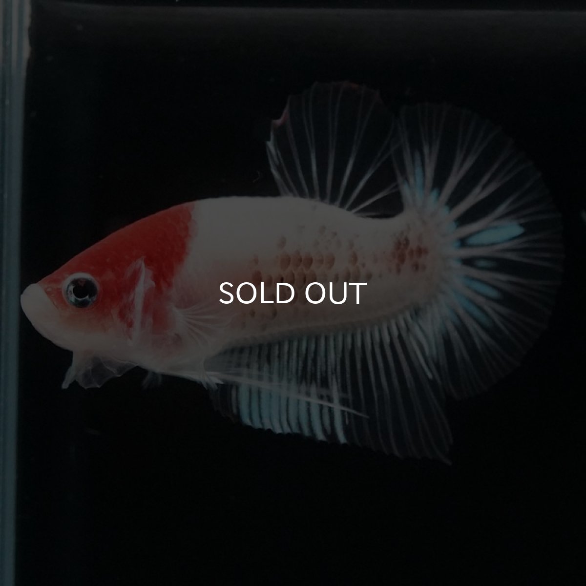 画像3: HMPK　紅白 (3)