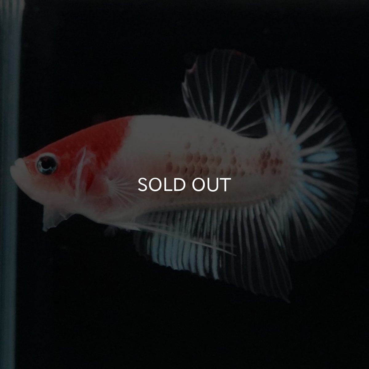 画像5: HMPK　紅白 (5)