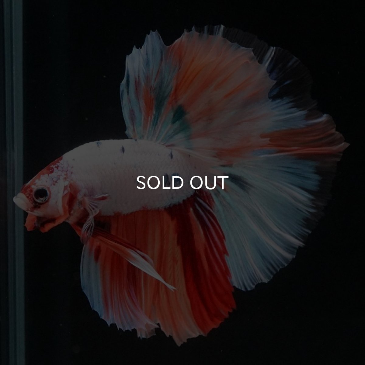 画像2: HM　キャンディレインボー (2)