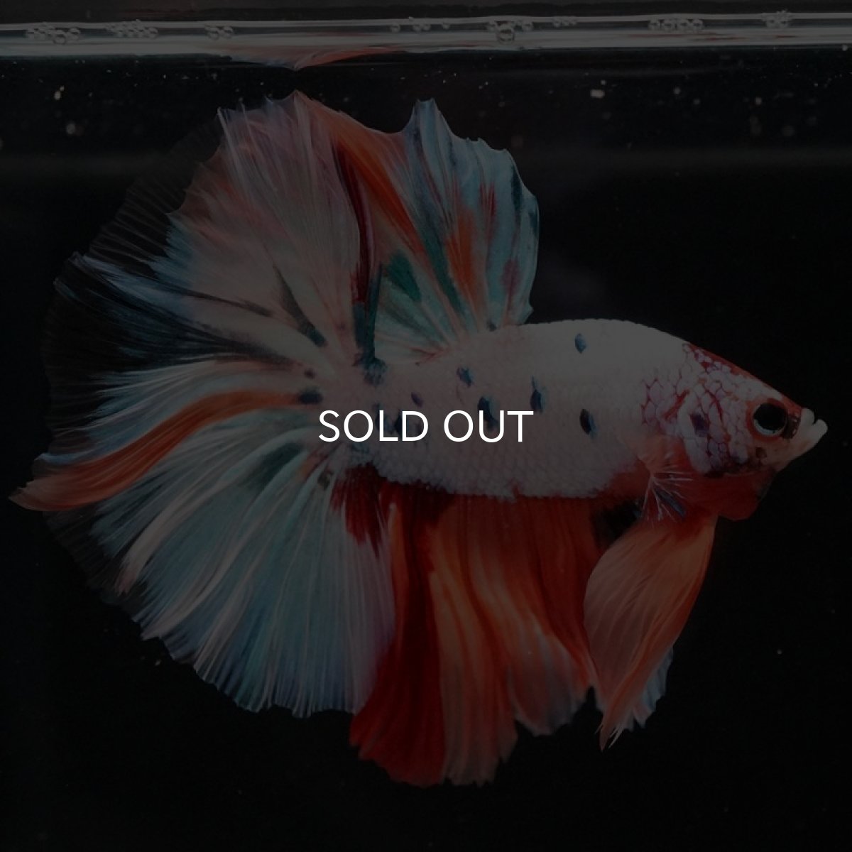 画像4: HM　キャンディレインボー (4)