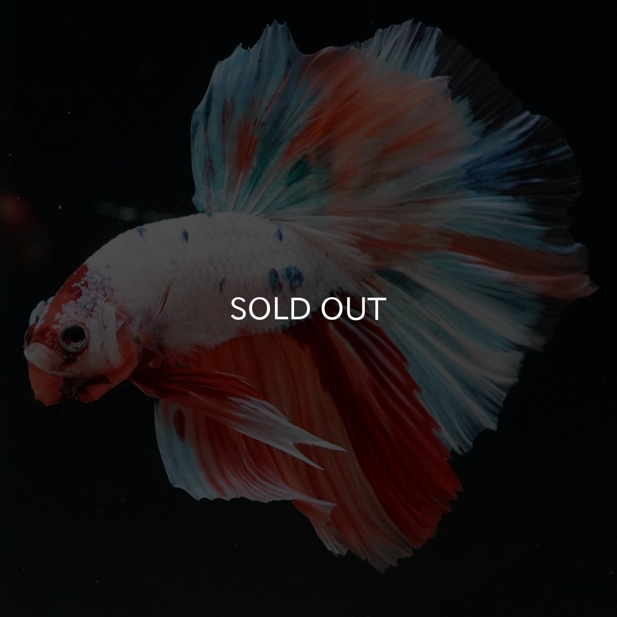 画像5: HM　キャンディレインボー (5)