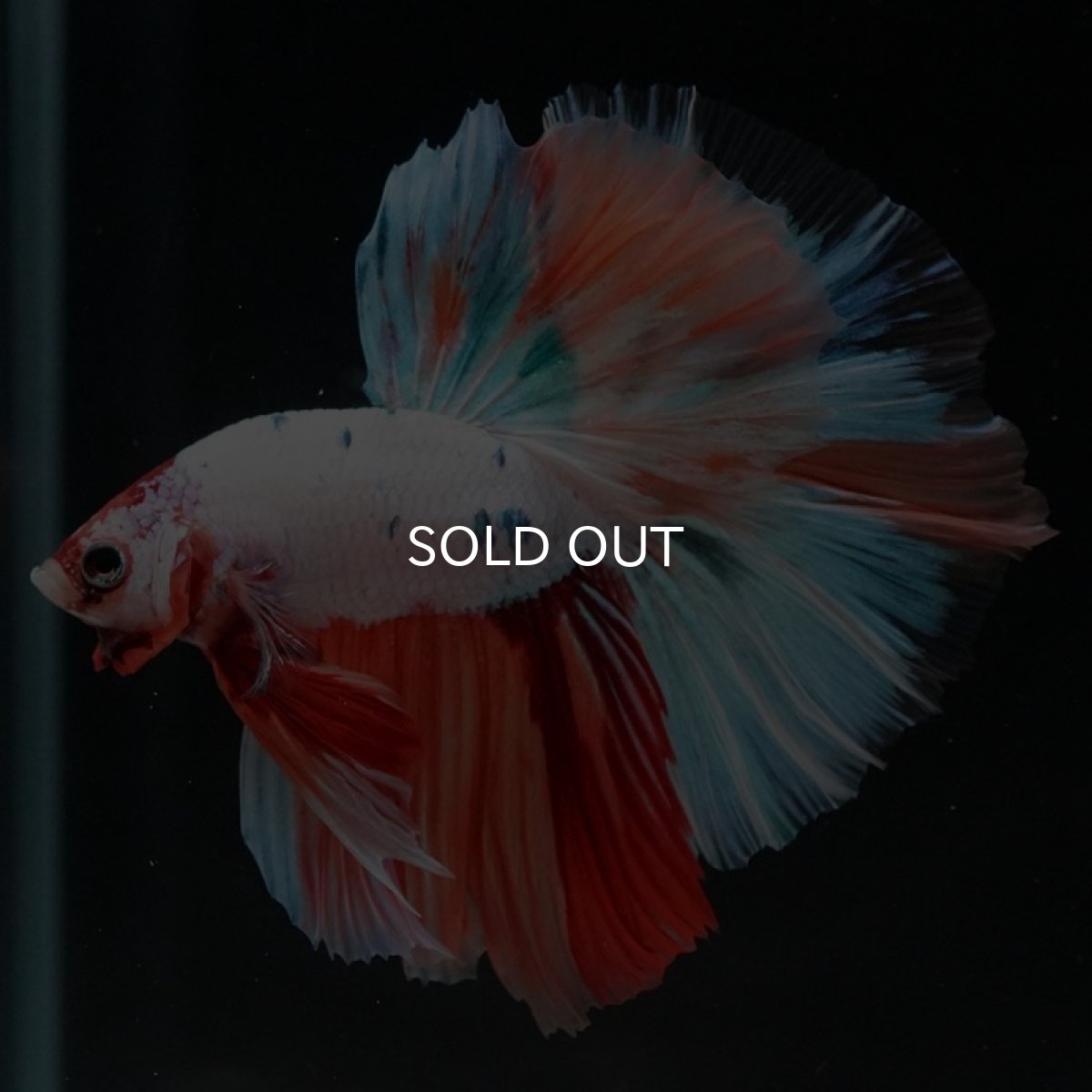 画像3: HM　キャンディレインボー (3)