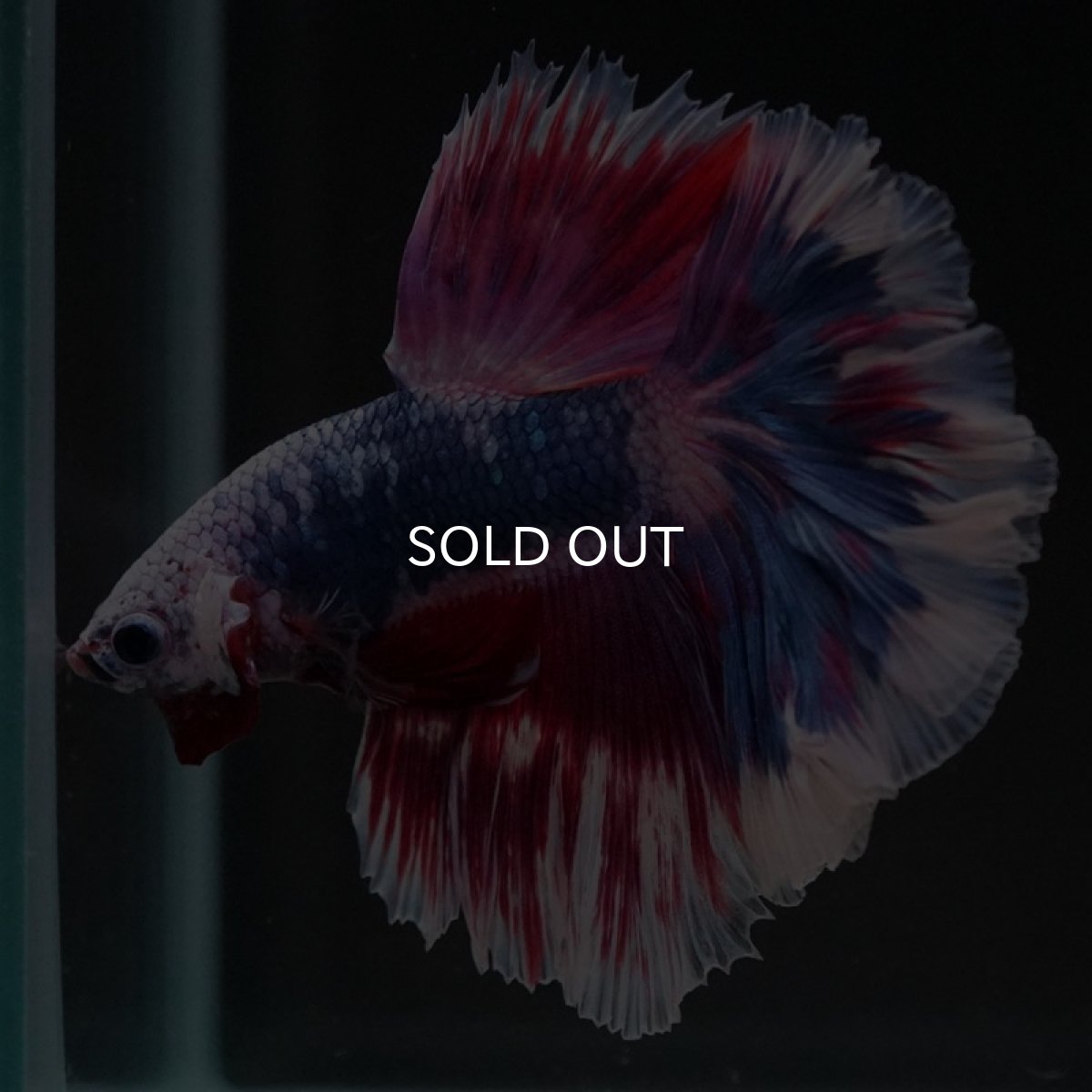 画像5: HM　ファンシー　ローズテール (5)