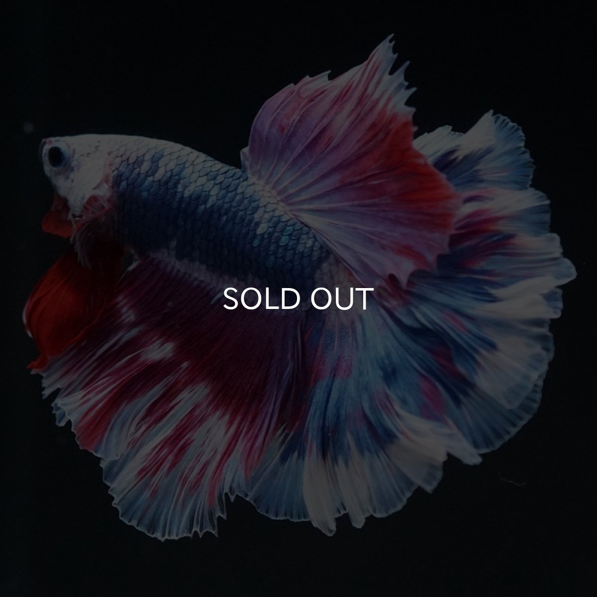 画像3: HM　ファンシー　ローズテール (3)