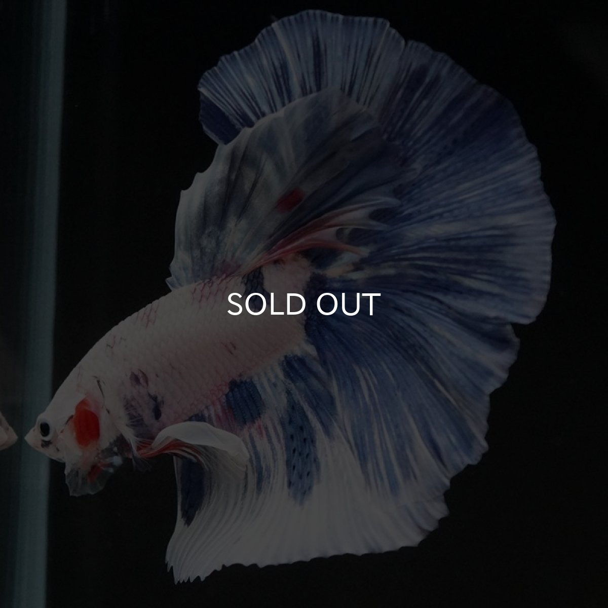 画像4: HM　ホワイトブルーファンシー (4)