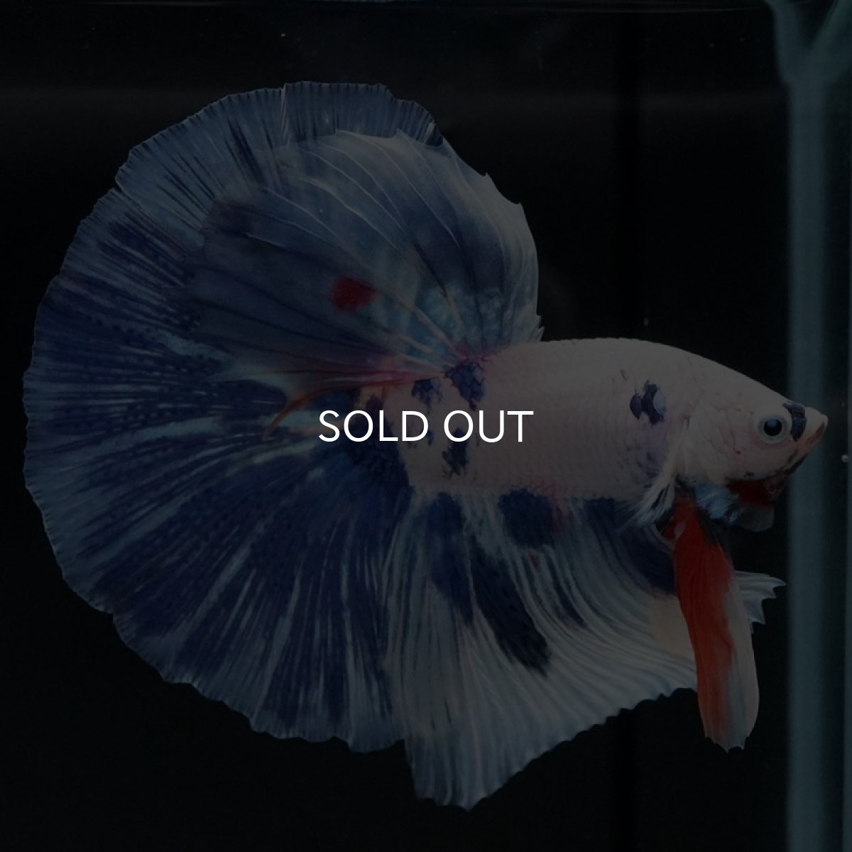 画像3: HM　ホワイトブルーファンシー (3)