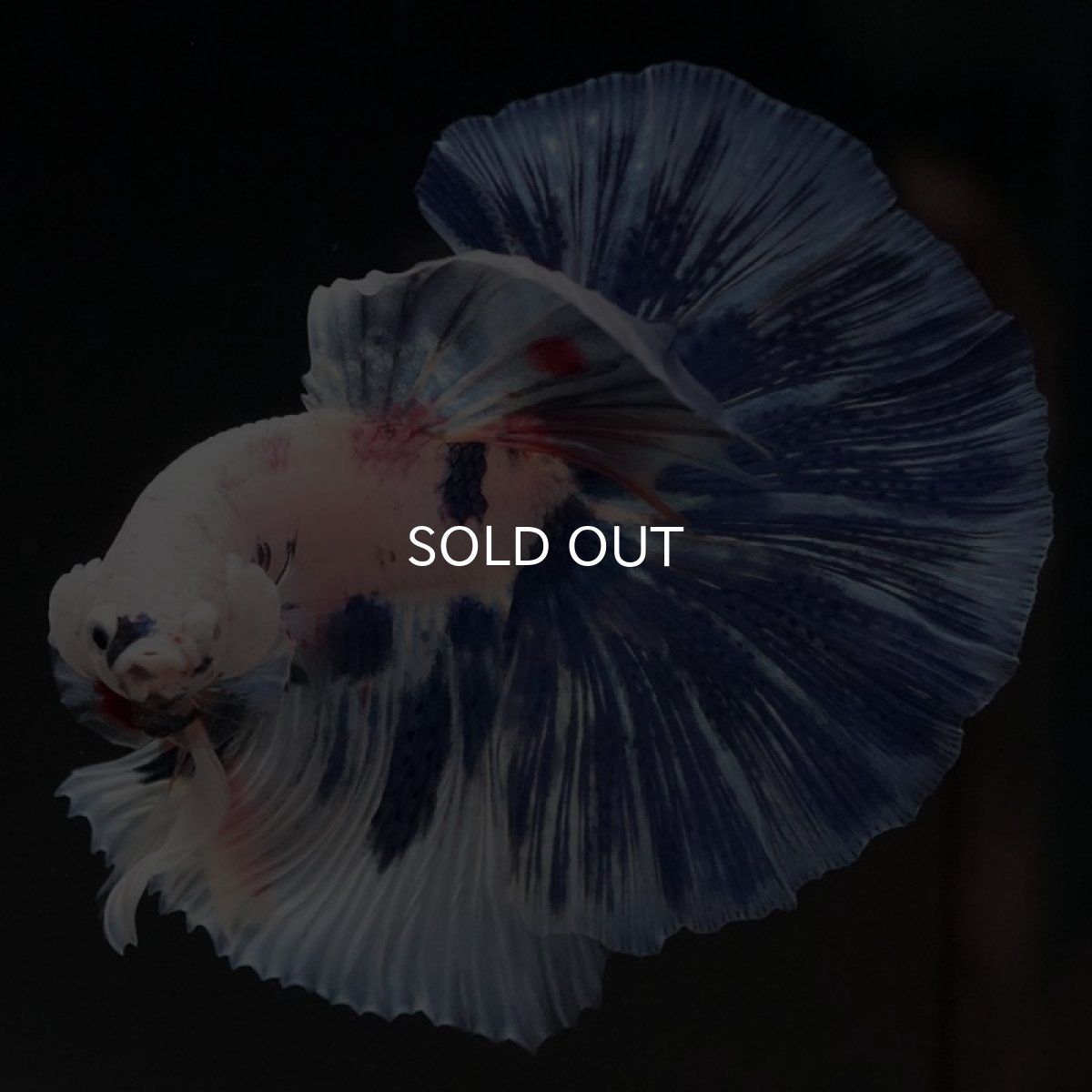 画像2: HM　ホワイトブルーファンシー (2)