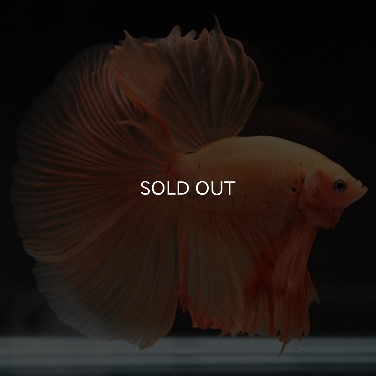 画像5: HM　ソリッドイエロー (5)