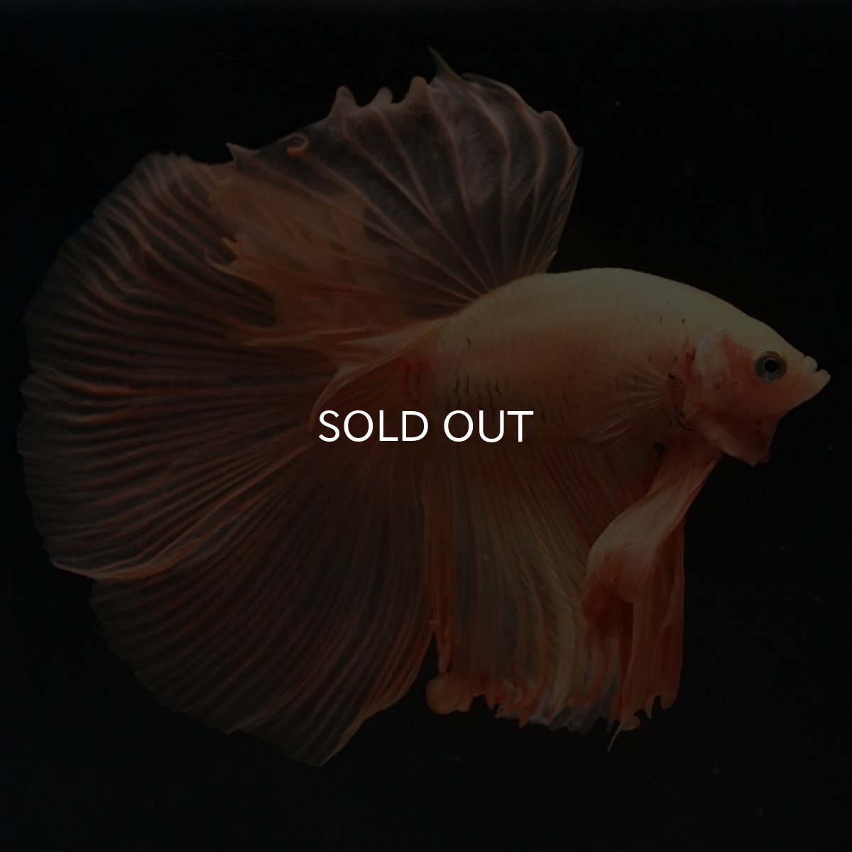 画像3: HM　ソリッドイエロー (3)