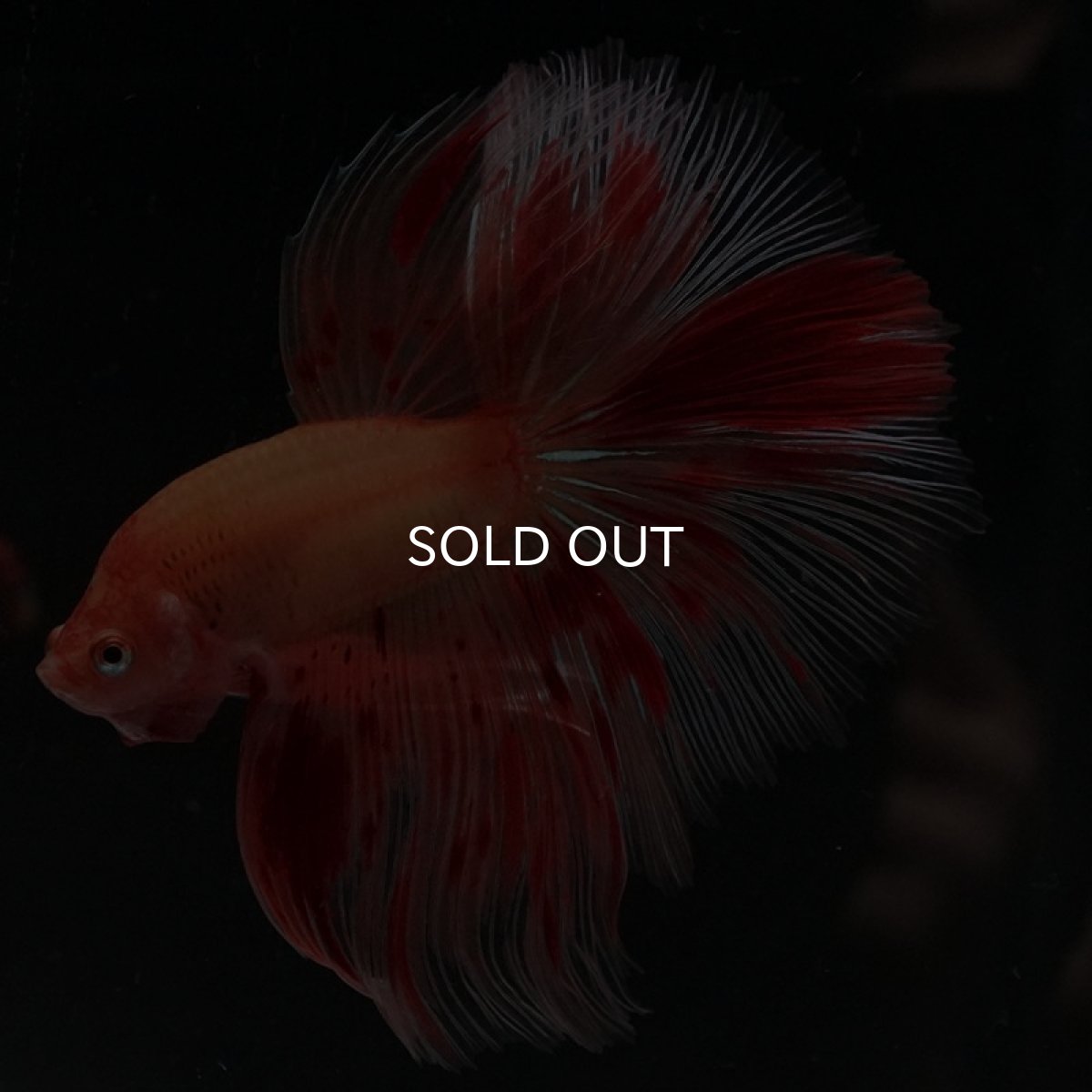 画像7: HM　アルマゲドン (7)