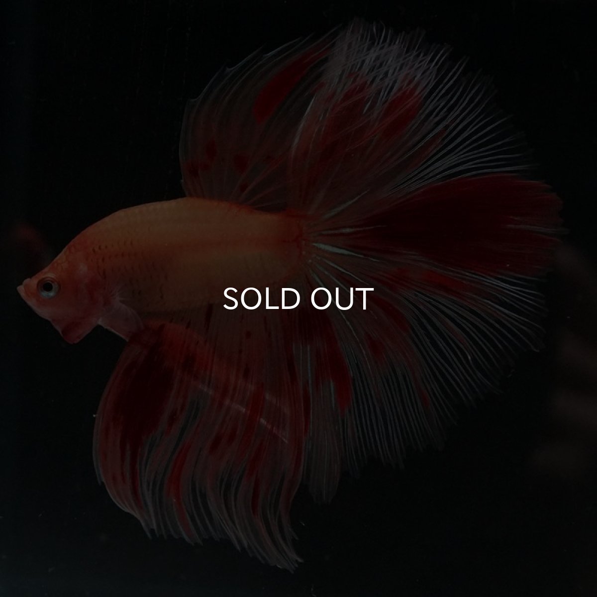 画像4: HM　アルマゲドン (4)