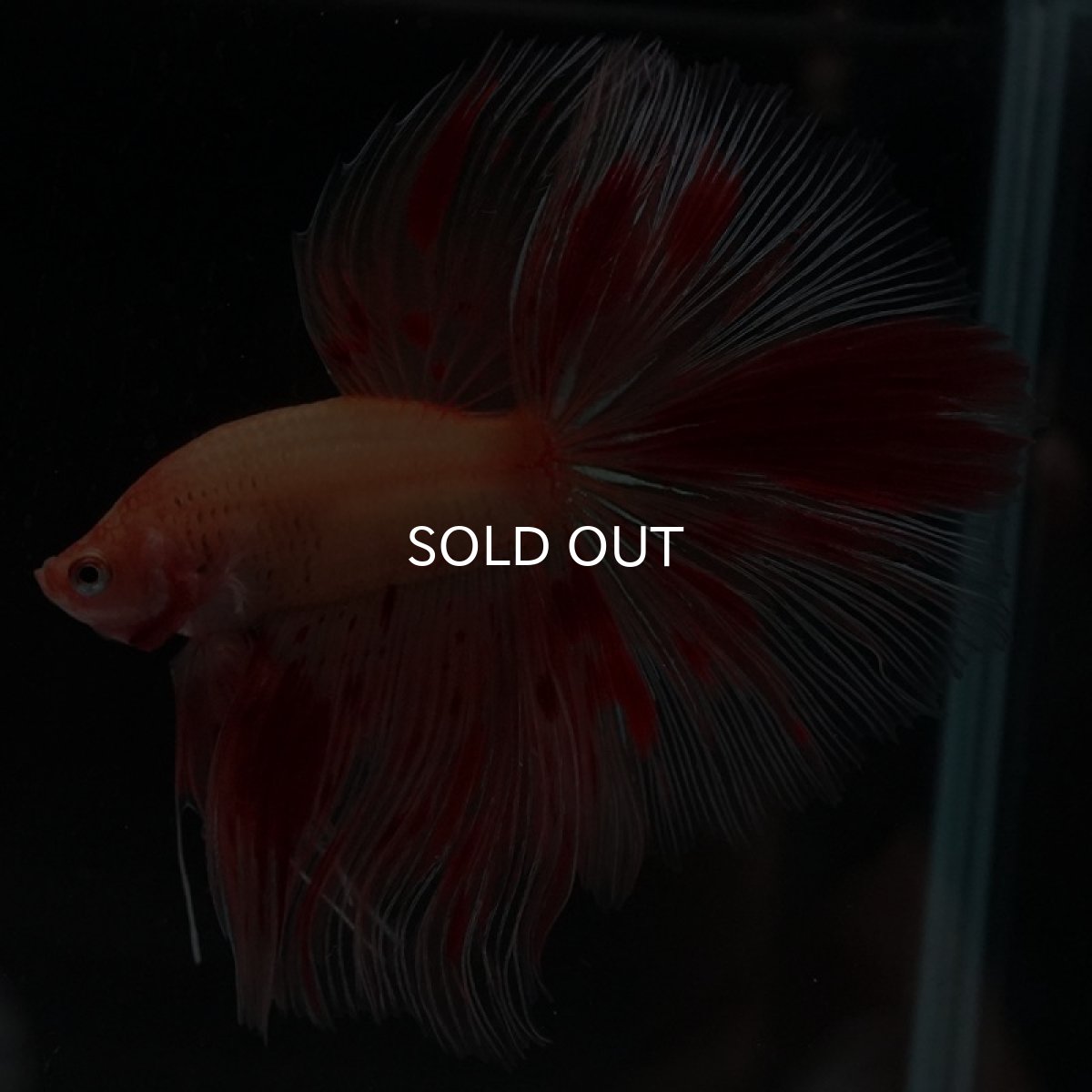 画像6: HM　アルマゲドン (6)