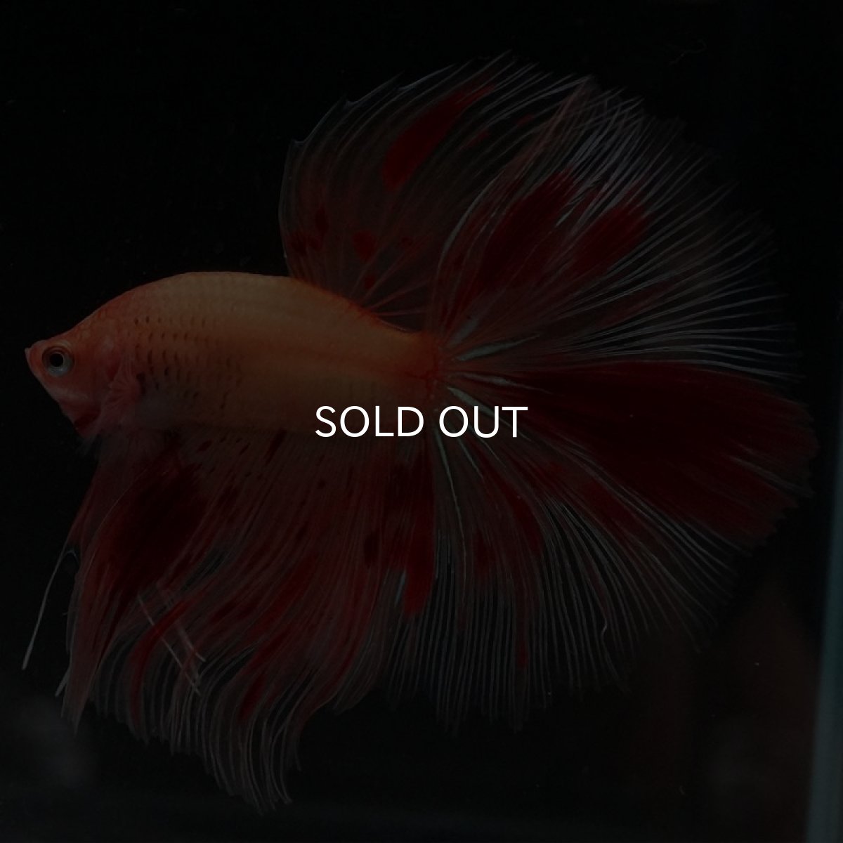 画像2: HM　アルマゲドン (2)