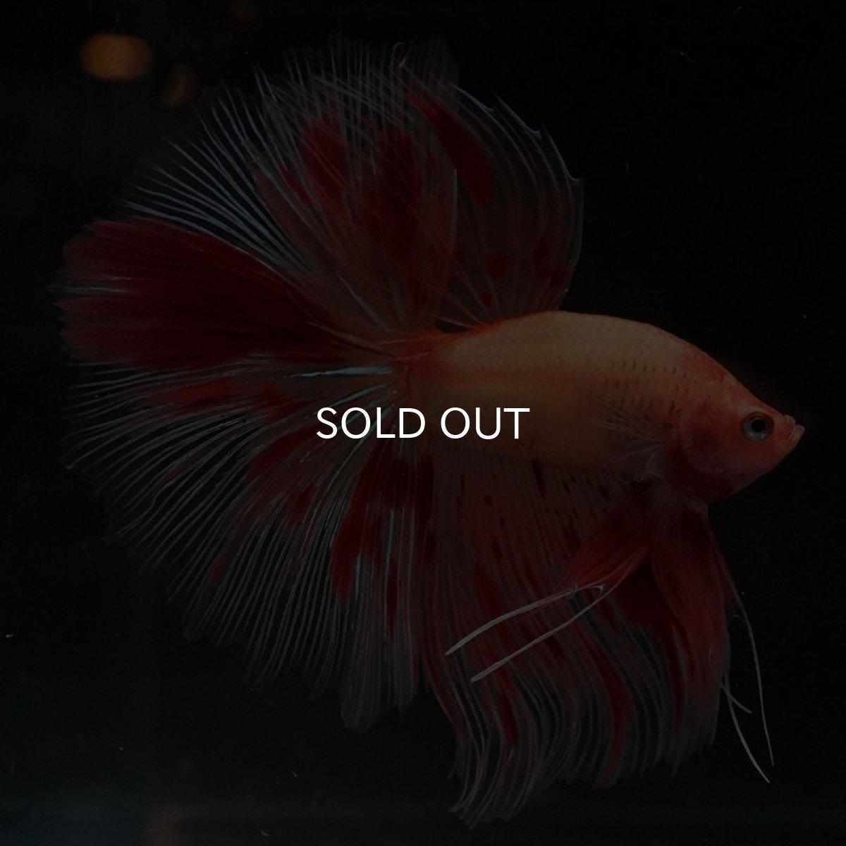 画像5: HM　アルマゲドン (5)