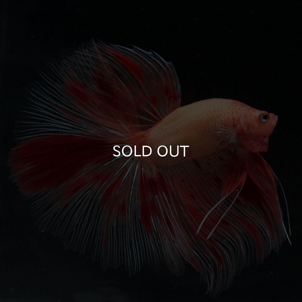 画像3: HM　アルマゲドン (3)