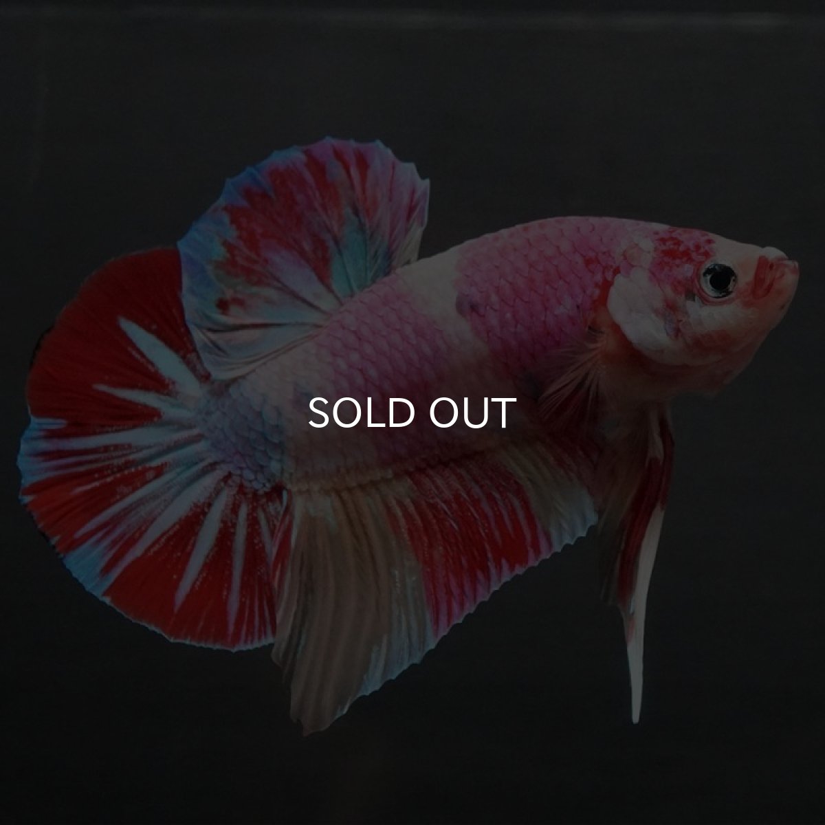 画像5: GHMPK ファンシー (5)