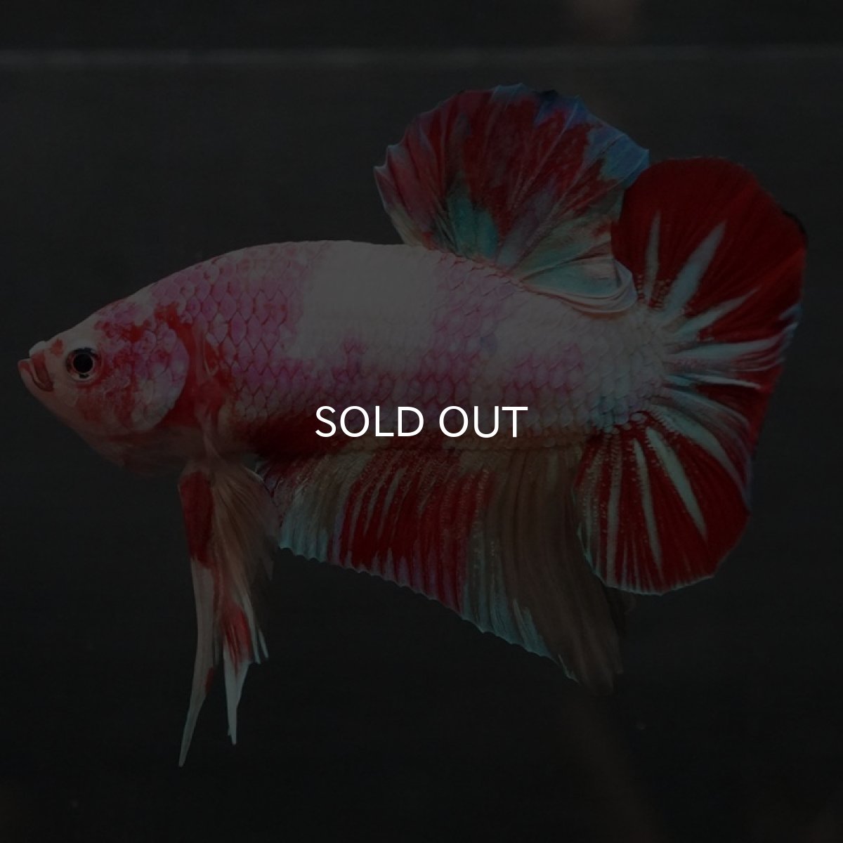 画像4: GHMPK ファンシー (4)