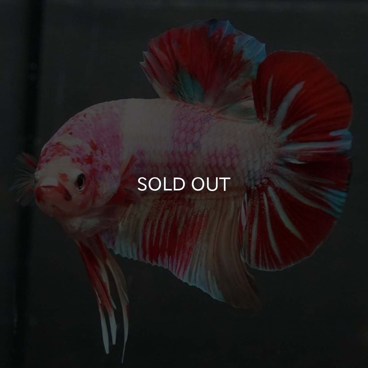 画像3: GHMPK ファンシー (3)