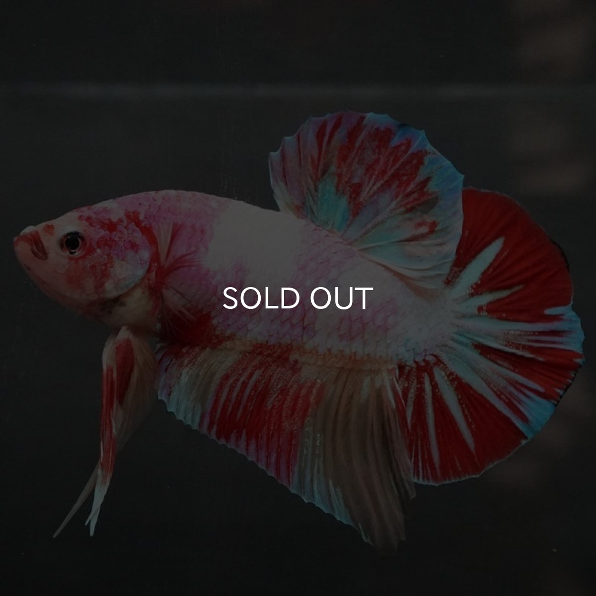 画像2: GHMPK ファンシー (2)